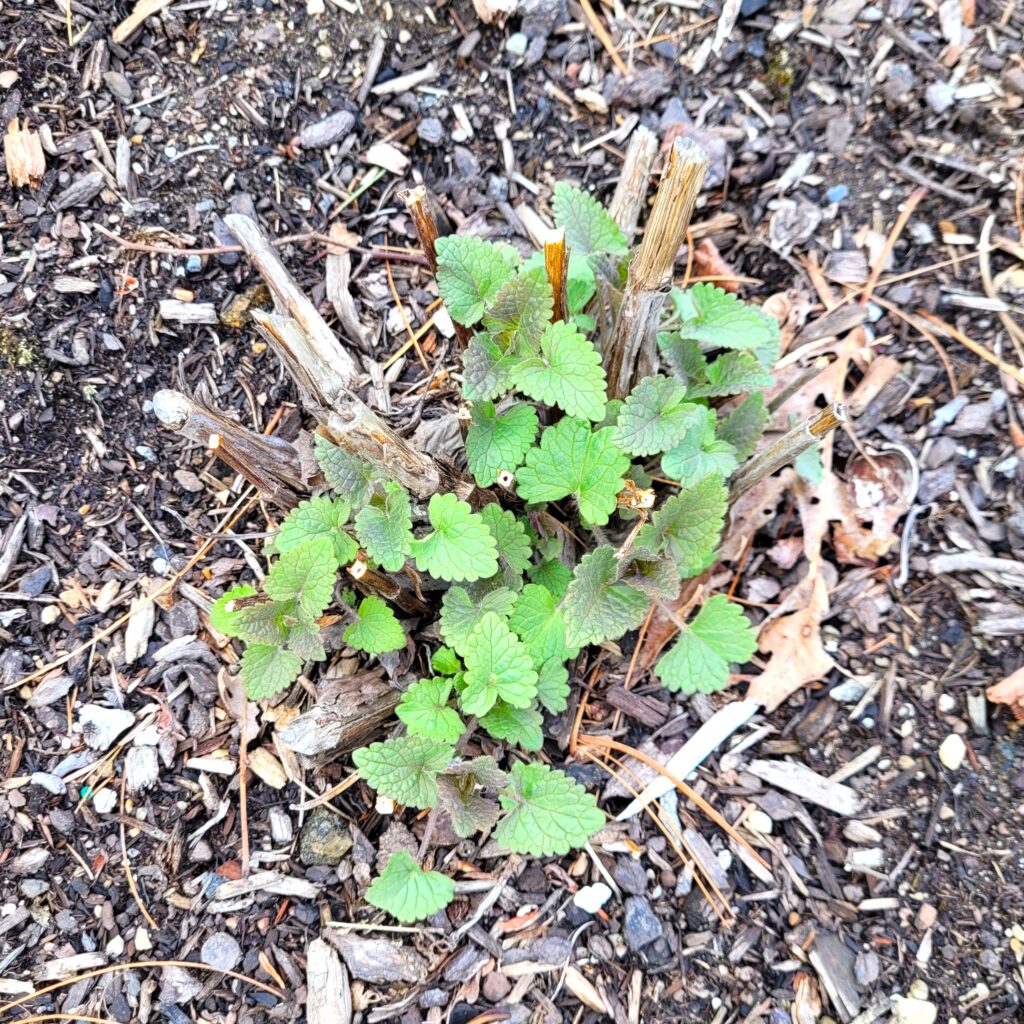 Young hyssop plant with rounded scalloped green leaves emerging from brown mulch and wood chips