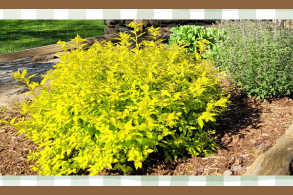 Chartreuse leaves on a gold mound spirea with blooming catmint in the background