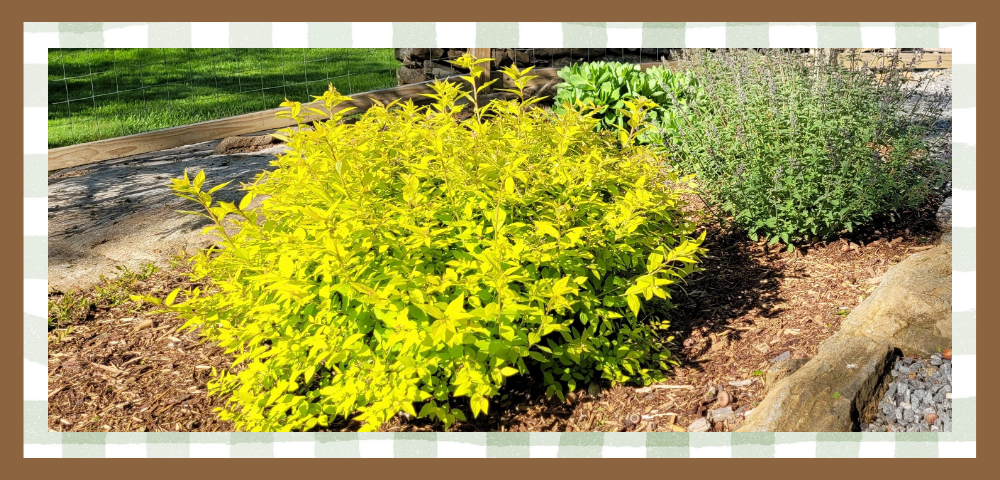 Chartreuse leaves on a gold mound spirea with blooming catmint in the background
