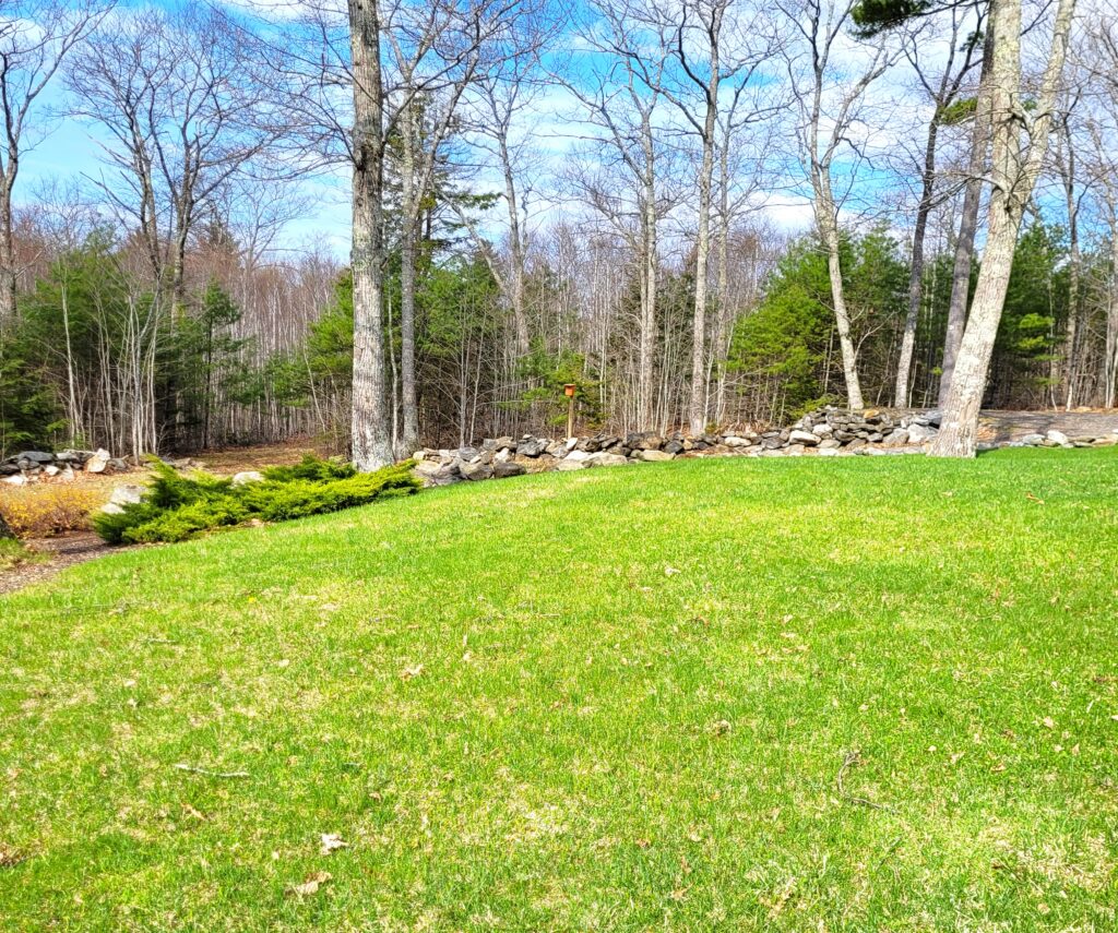 Open grassy yard with a stone border and bare trees against a bright blue sky a small birdhouse on a post sits among the trees in the center right