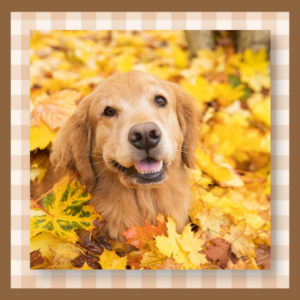 Golden retriever with a friendly expression among bright fall leaves in yellow and orange hues.